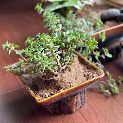 Garden Gleams Brown Bath Planter Pot