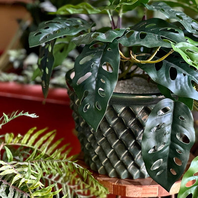 Garden Gleams Green Big and Small Planter Pot