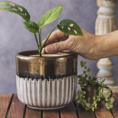 Garden Gleams White - Gold Small Planter Pot