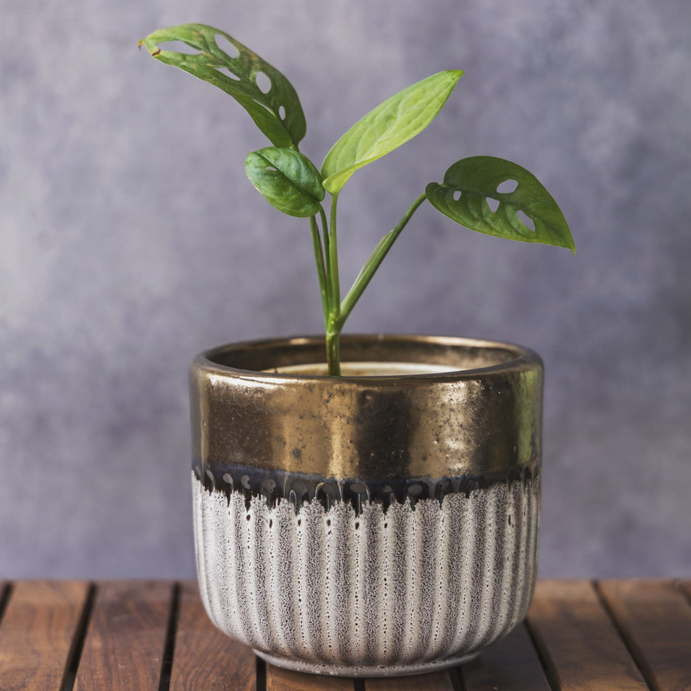 Garden Gleams White - Gold Small Planter Pot